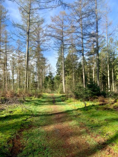 Hundewald Trappenkamp Hundewald Trappenkamp